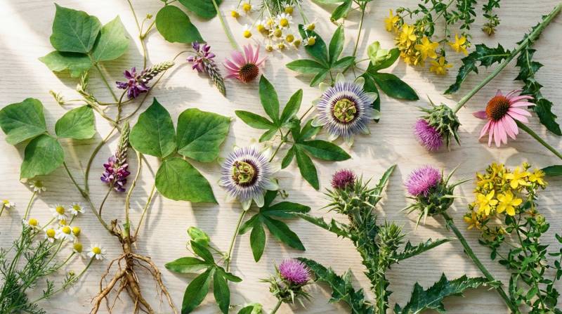 Sevrage Alcoolique Naturel – Le Guide des Aides Efficaces